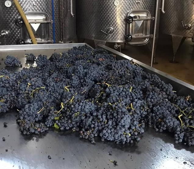 Bodega Garnacha Alto Alberche 1