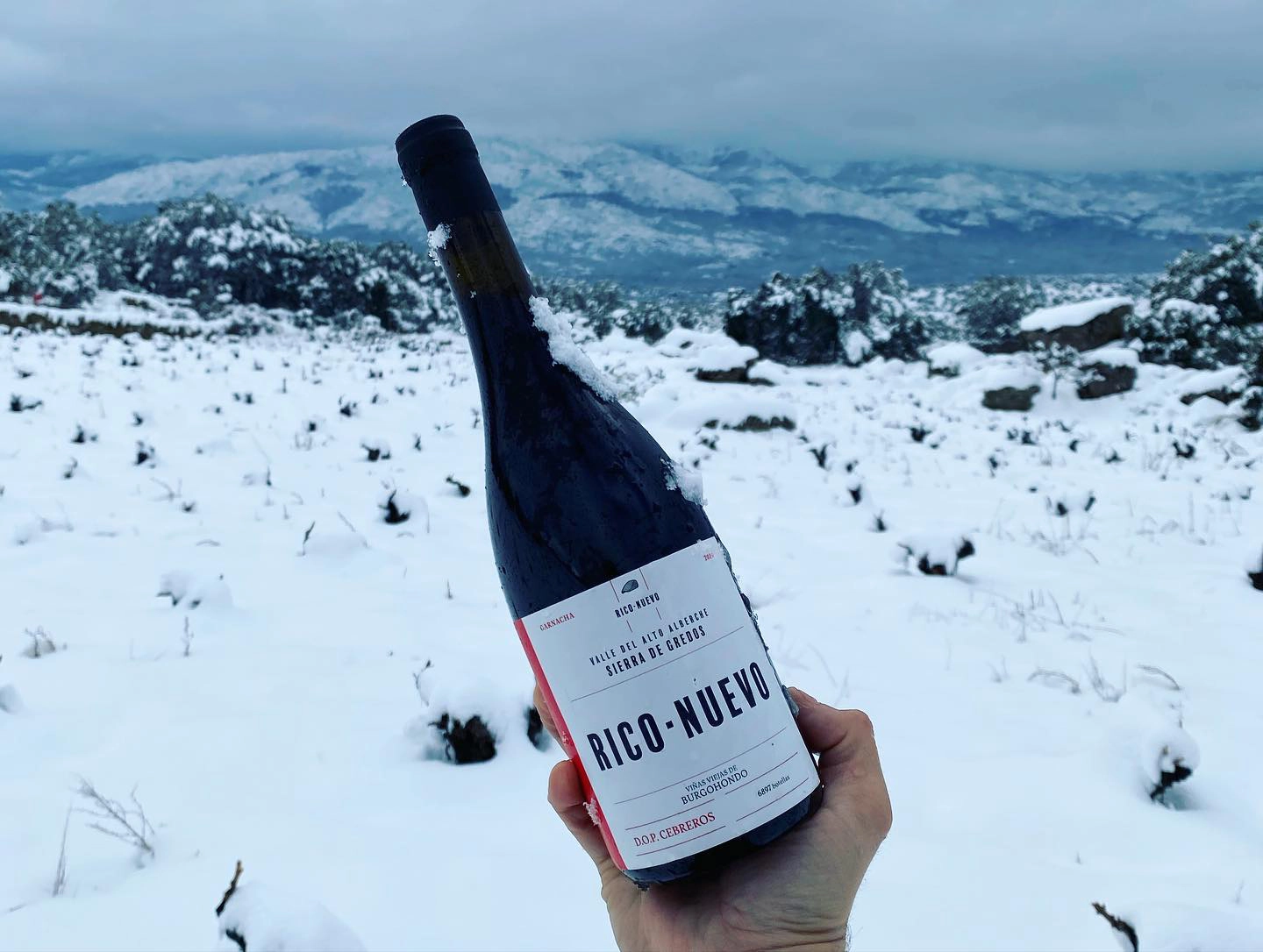 vino Bodega Rico Nuevo Viticultores