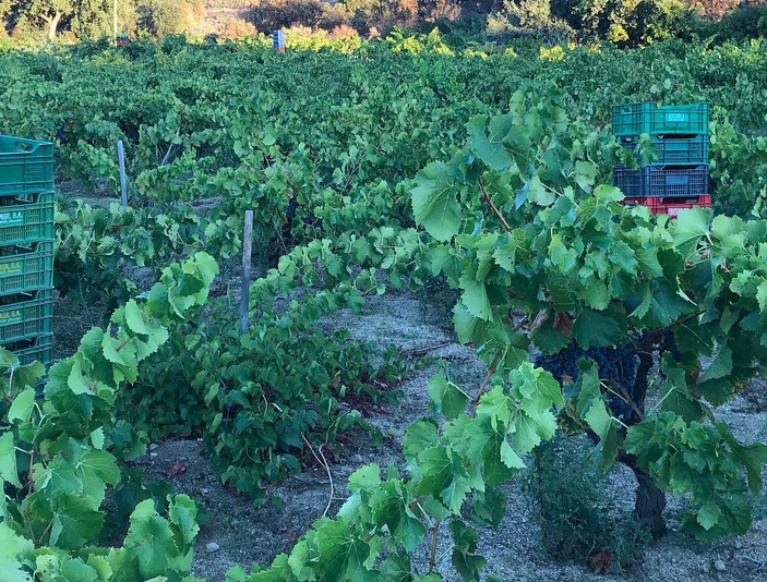Bodega Garnacha Alto Alberche 2