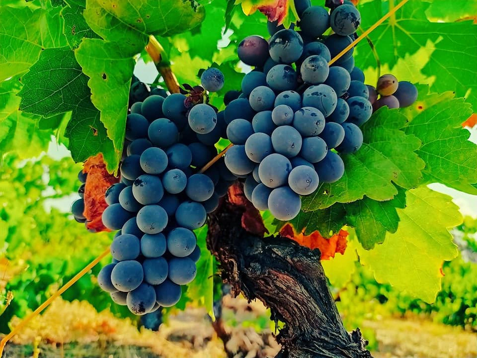 vino tinto dop cebreros