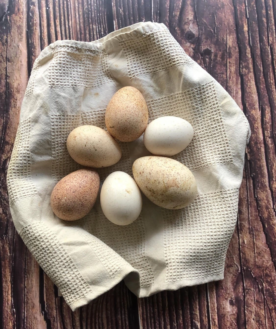 huevos ecologicos