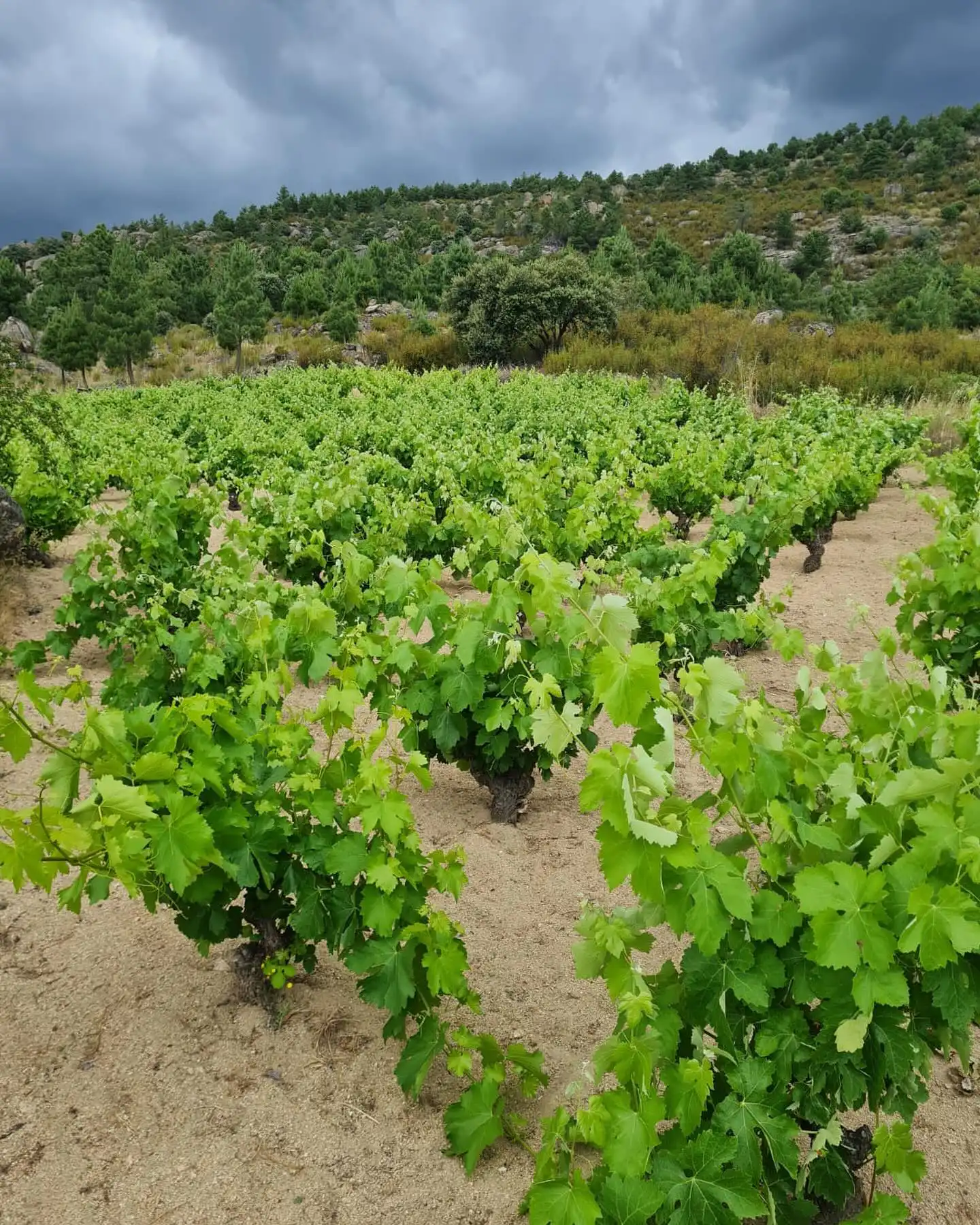 Viñedos de la Bodega Agrourdiense en Avila