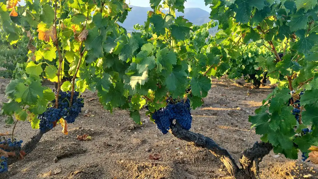Plantaciones de uva garnacha de la Bodega Agrourdiense