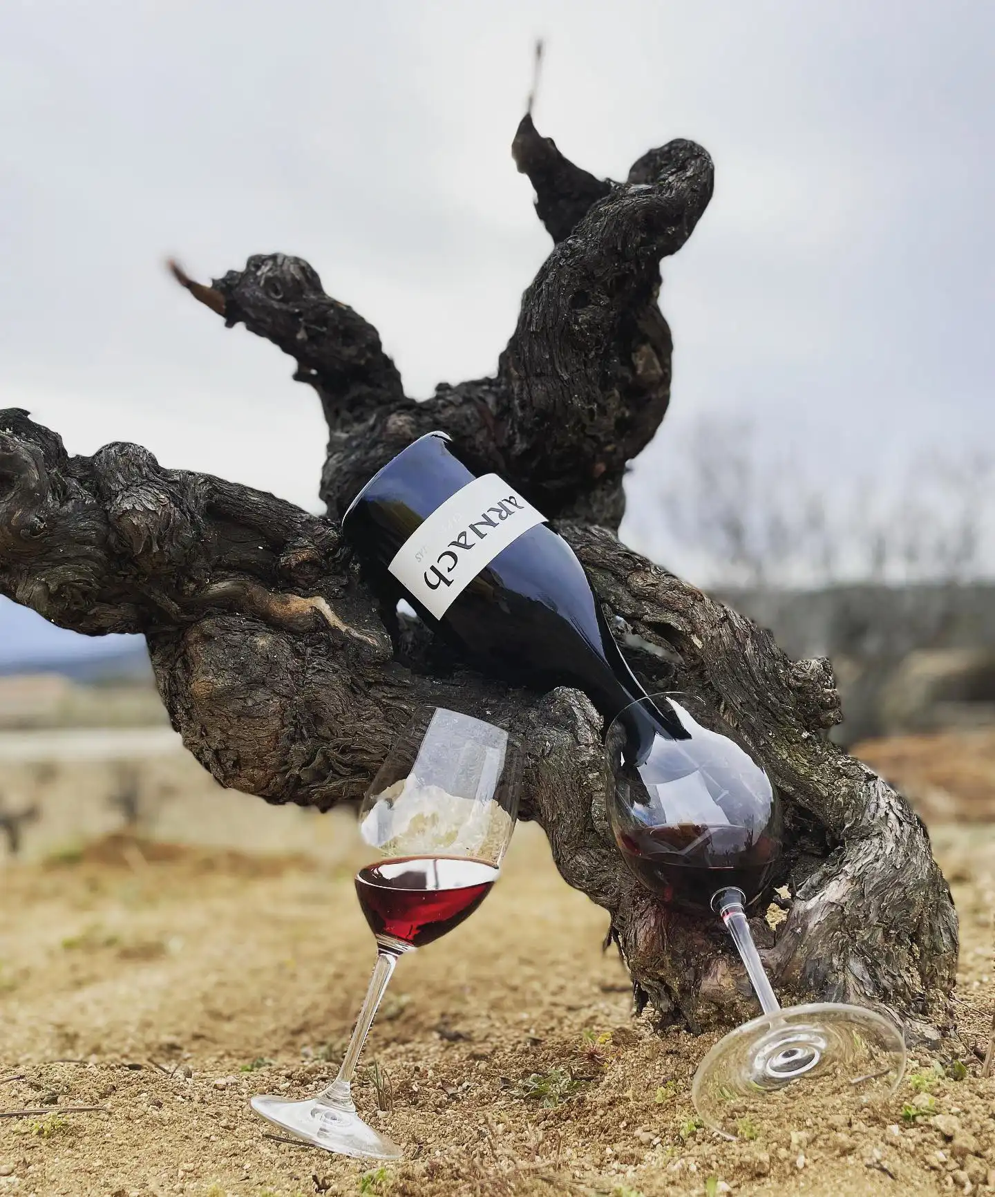 vino tinto cepas viejas