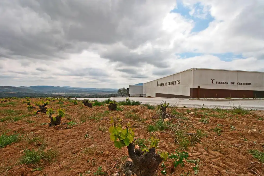vino dop cebreros