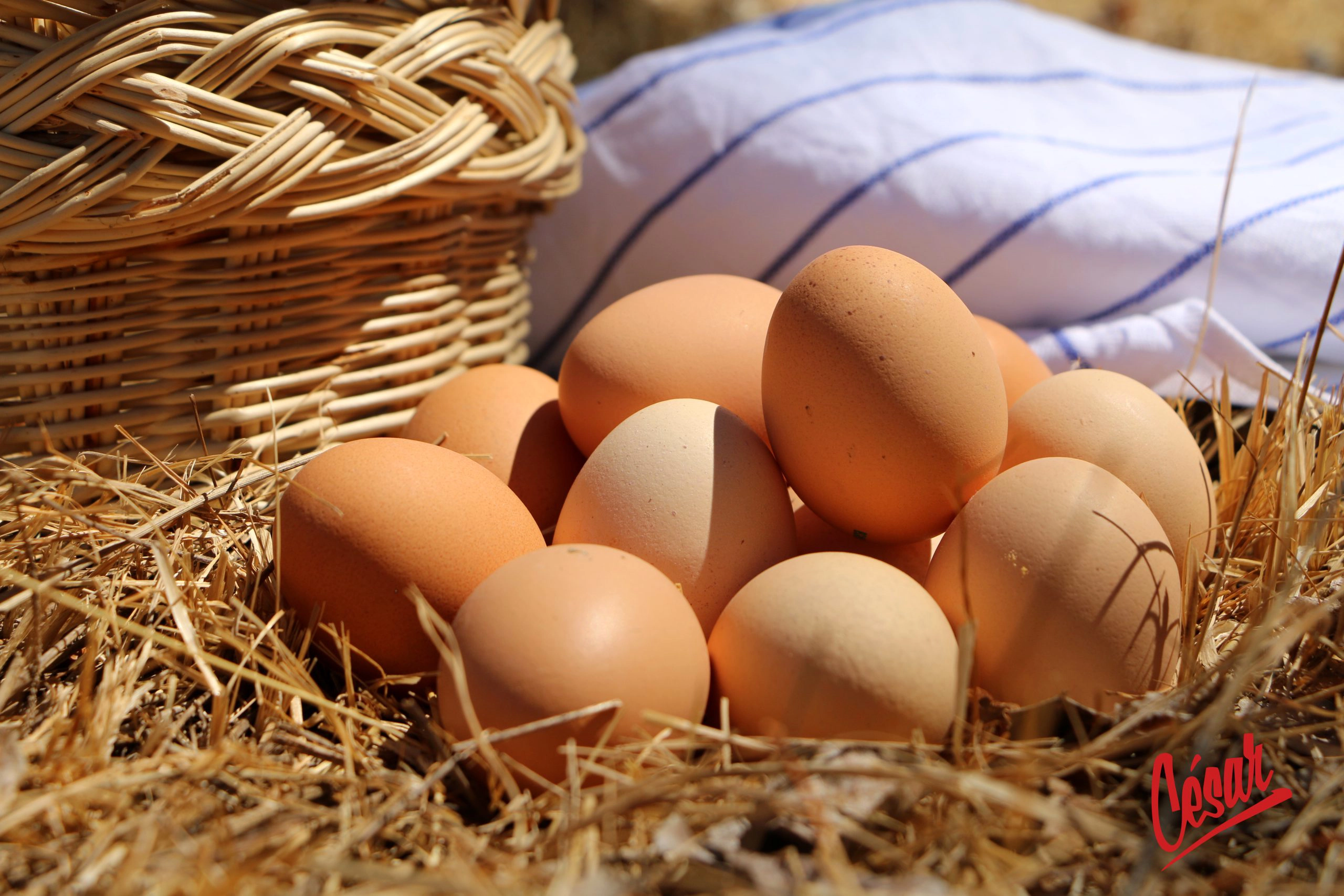 huevos ecologicos