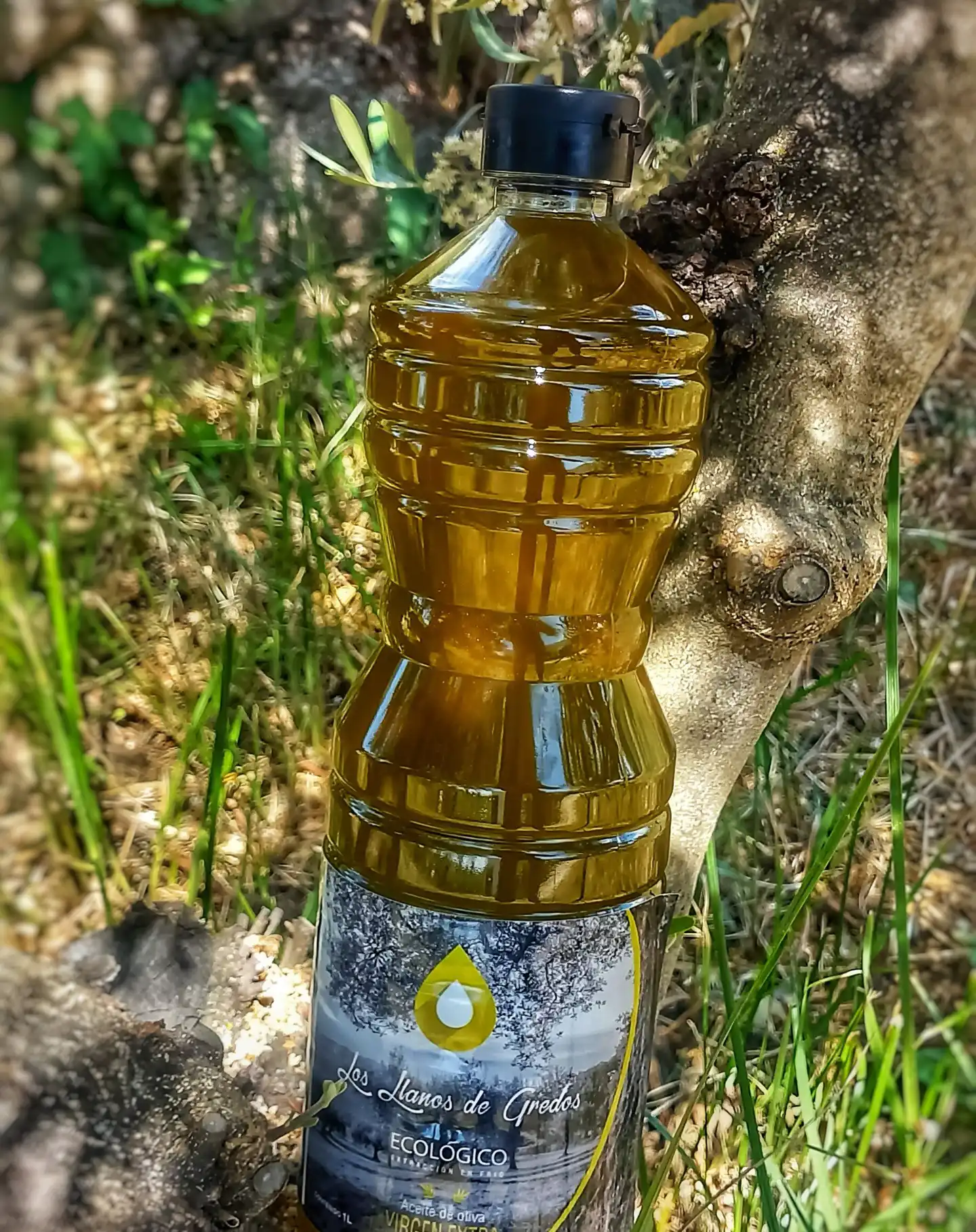 Los Llanos de Gredos, aceite de oliva virgen extra