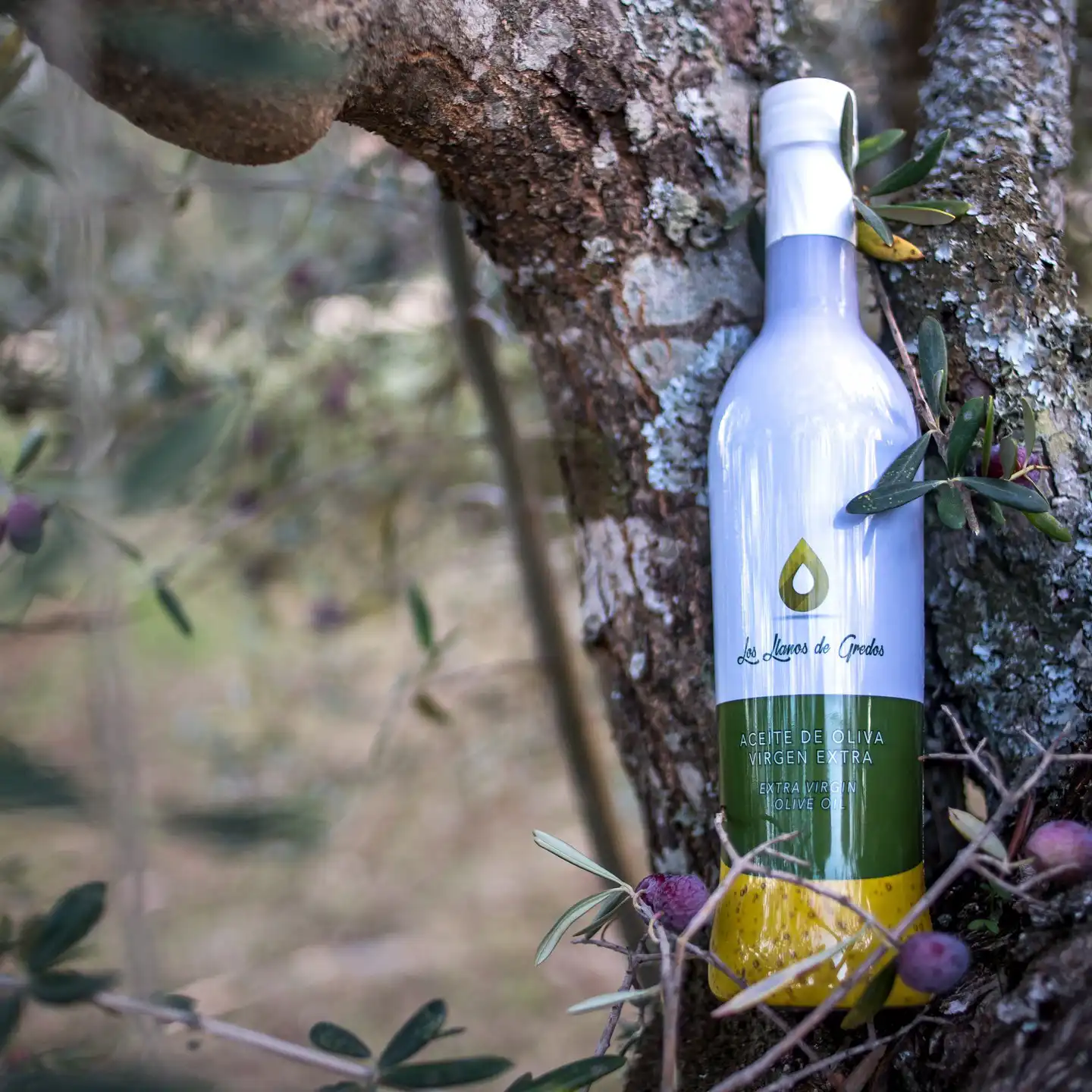 Botella de aceite de oliva virgen extra de Los Llanos de Gredos
