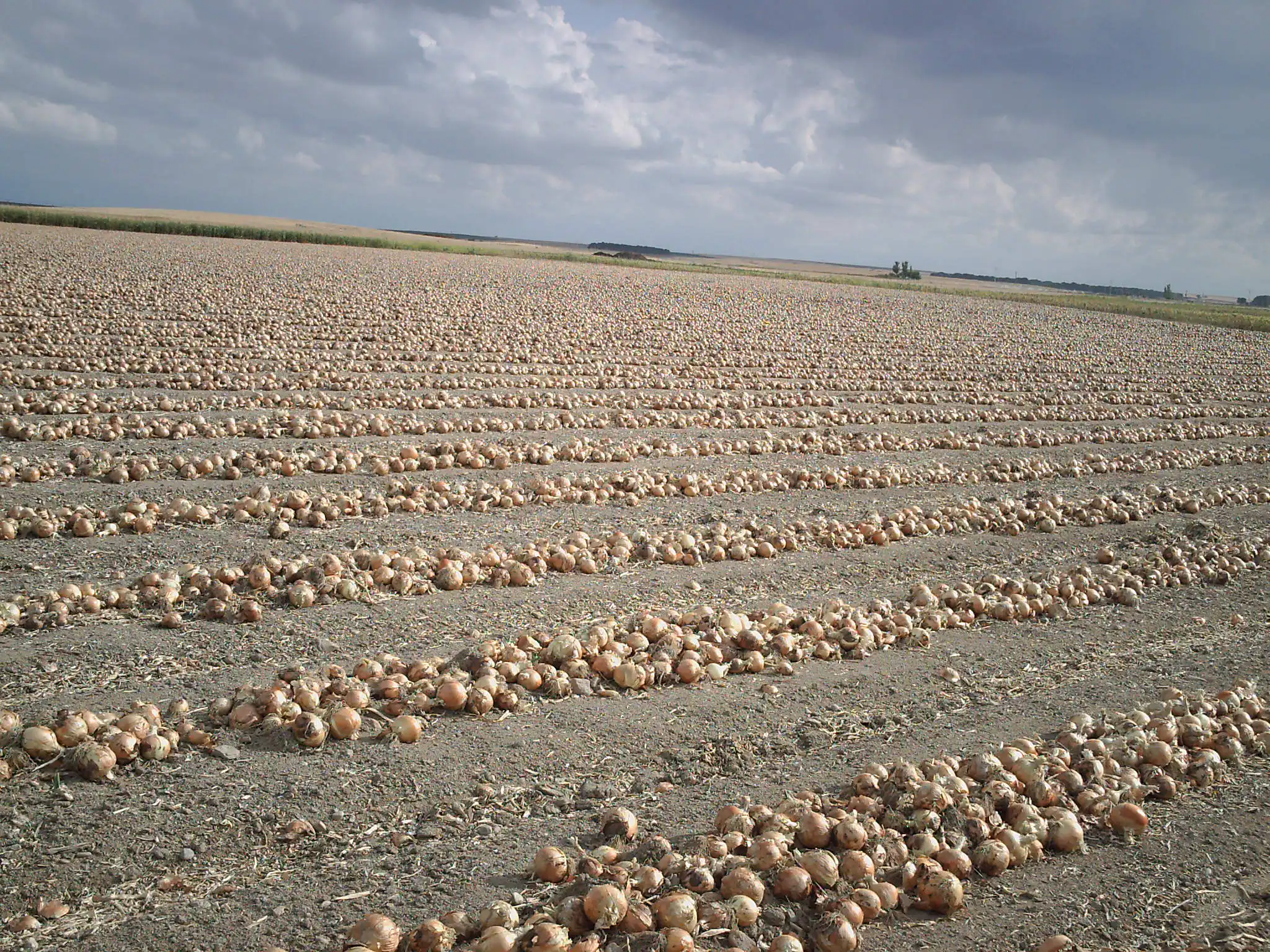 plantacion cebollas grupo hormoba en avila