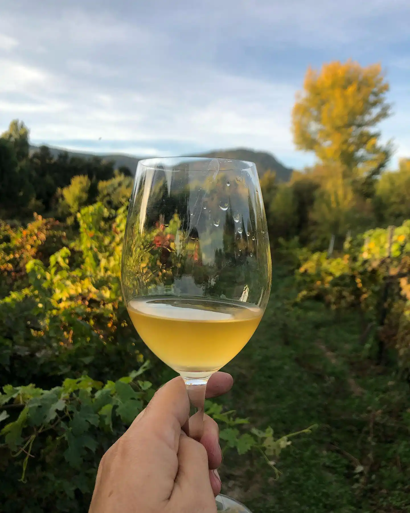 copa vino blanco