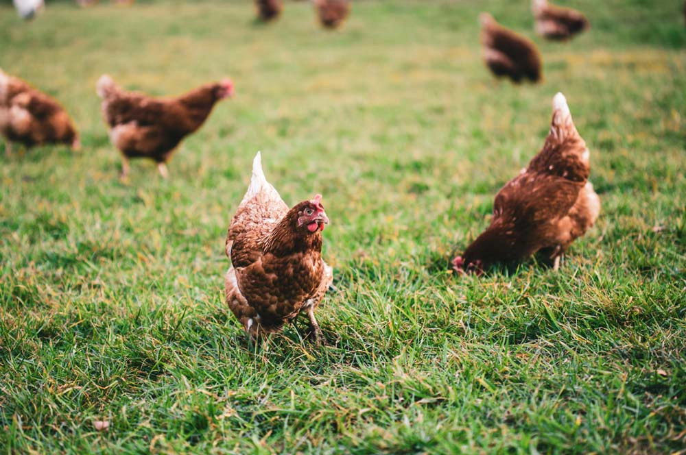 gallinas en libertar productor huevos ecologicos