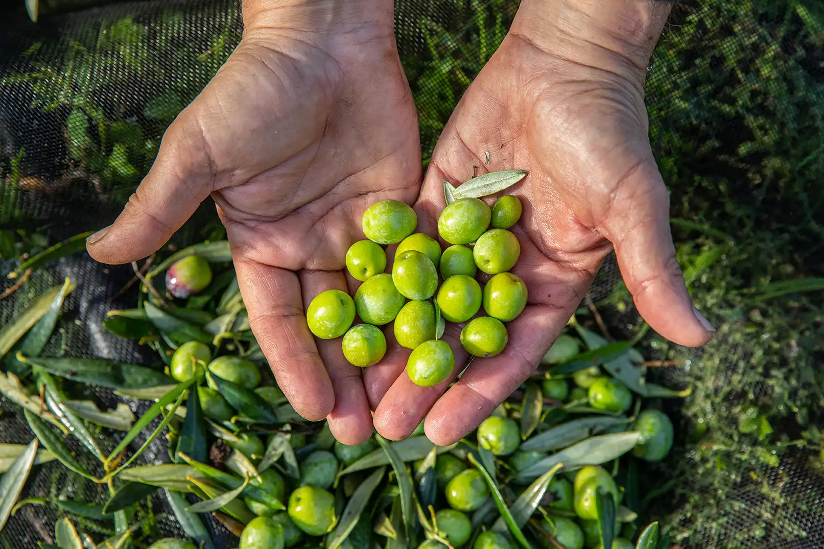Aceitunas de Asociacion Olivareros del Sur