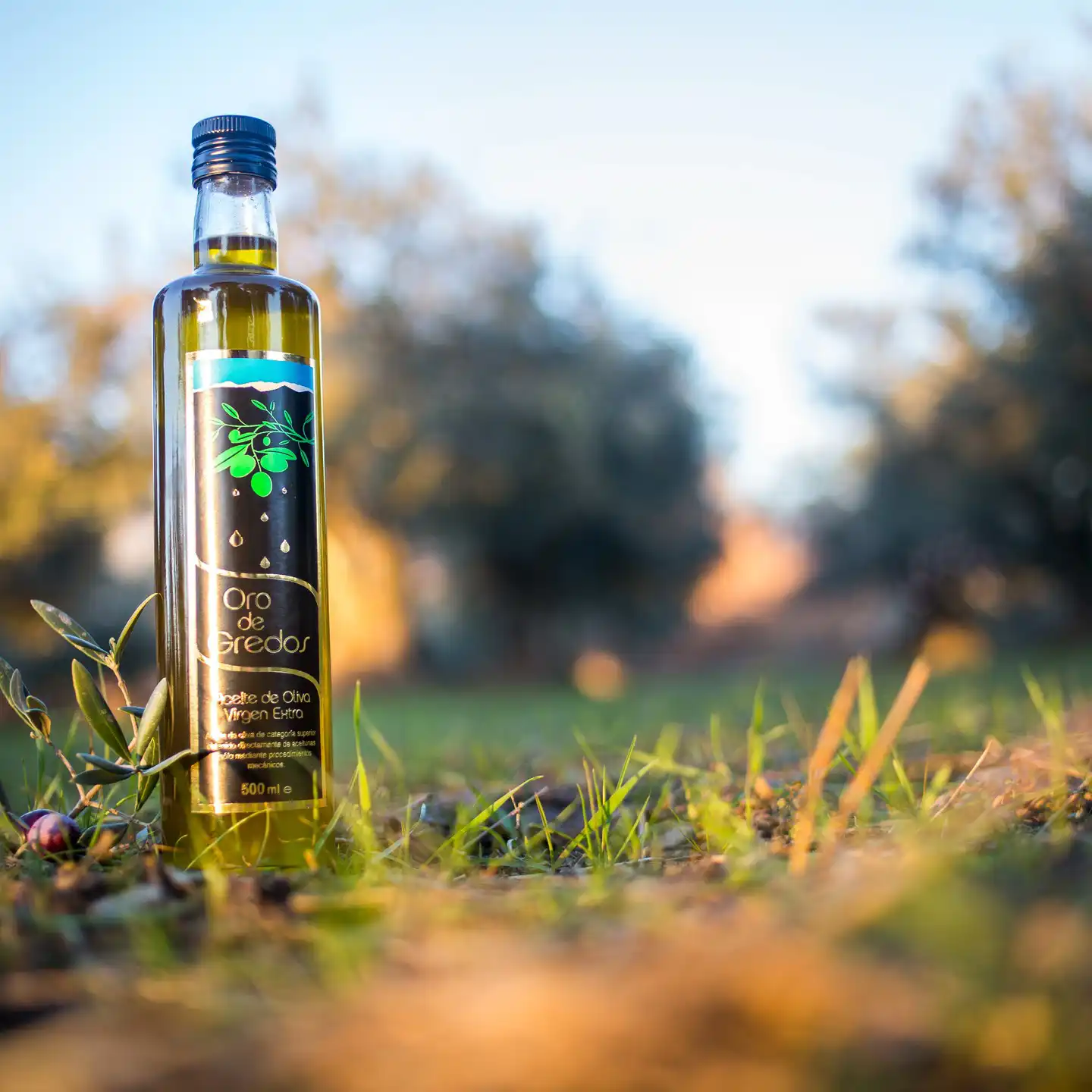 Aceite de oliva virgen extra de Los Llanos de Gredos