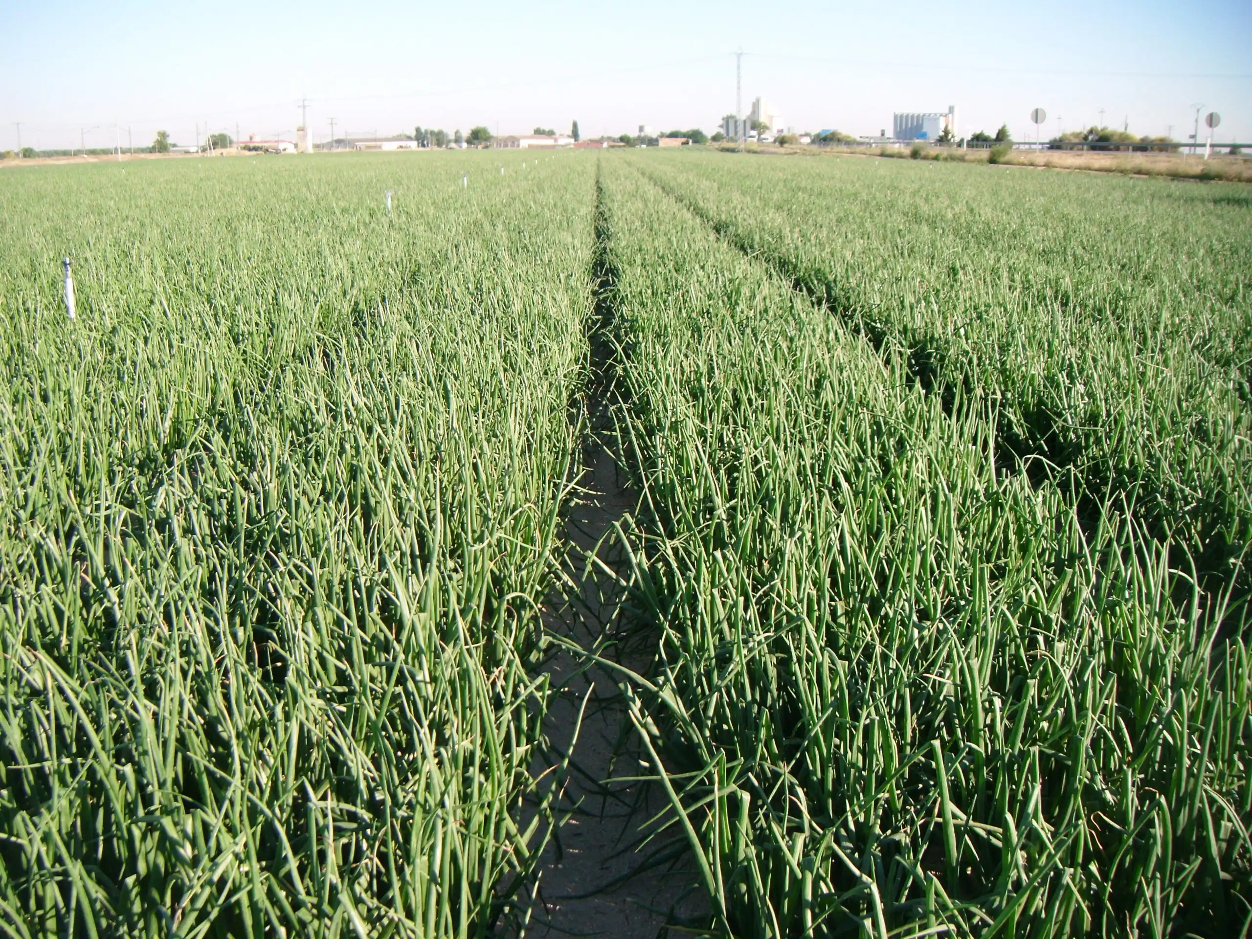 plantacion de cebolla en provincia de avila