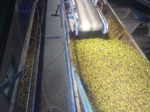 olivas del valle del tietar