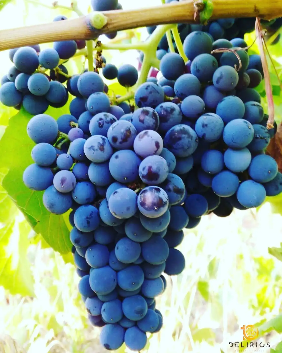ramillete-uva-bodegas-diez-delirios
