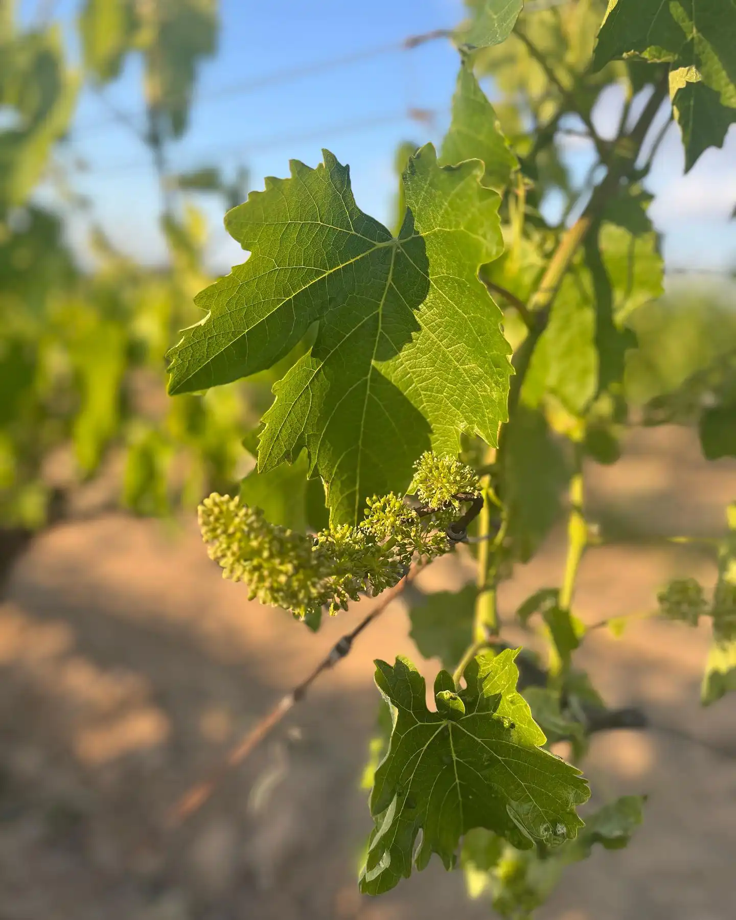 viñedos en avila