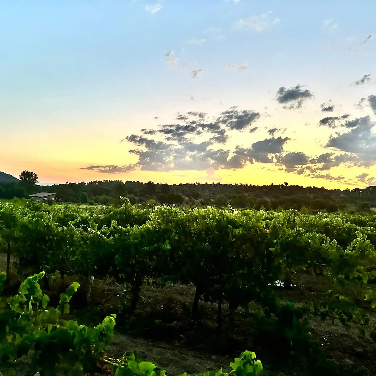 viñedos de Bodega Finca Fuentegalana