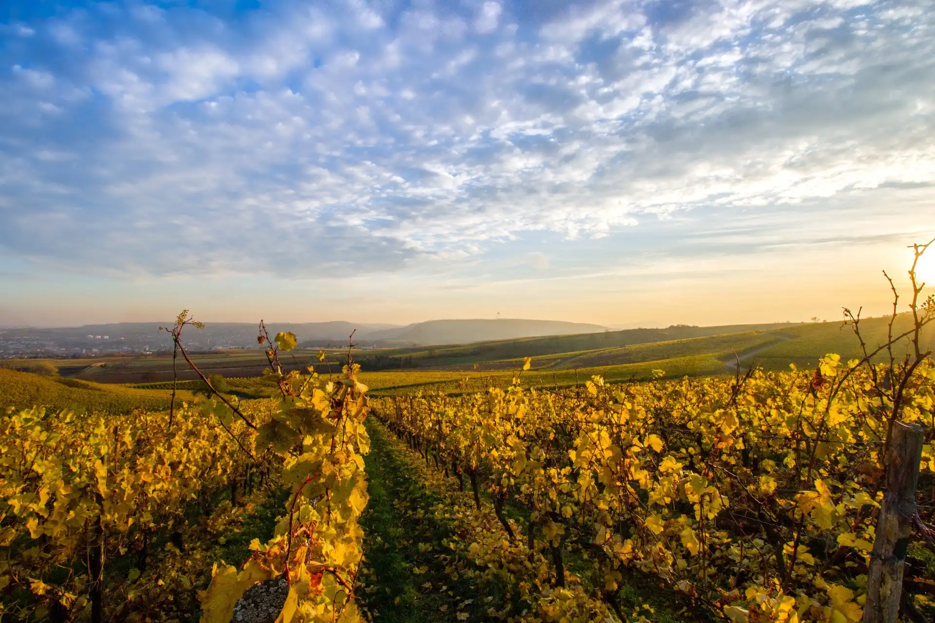 viñedos Bodega Benito Blazquez e Hijos