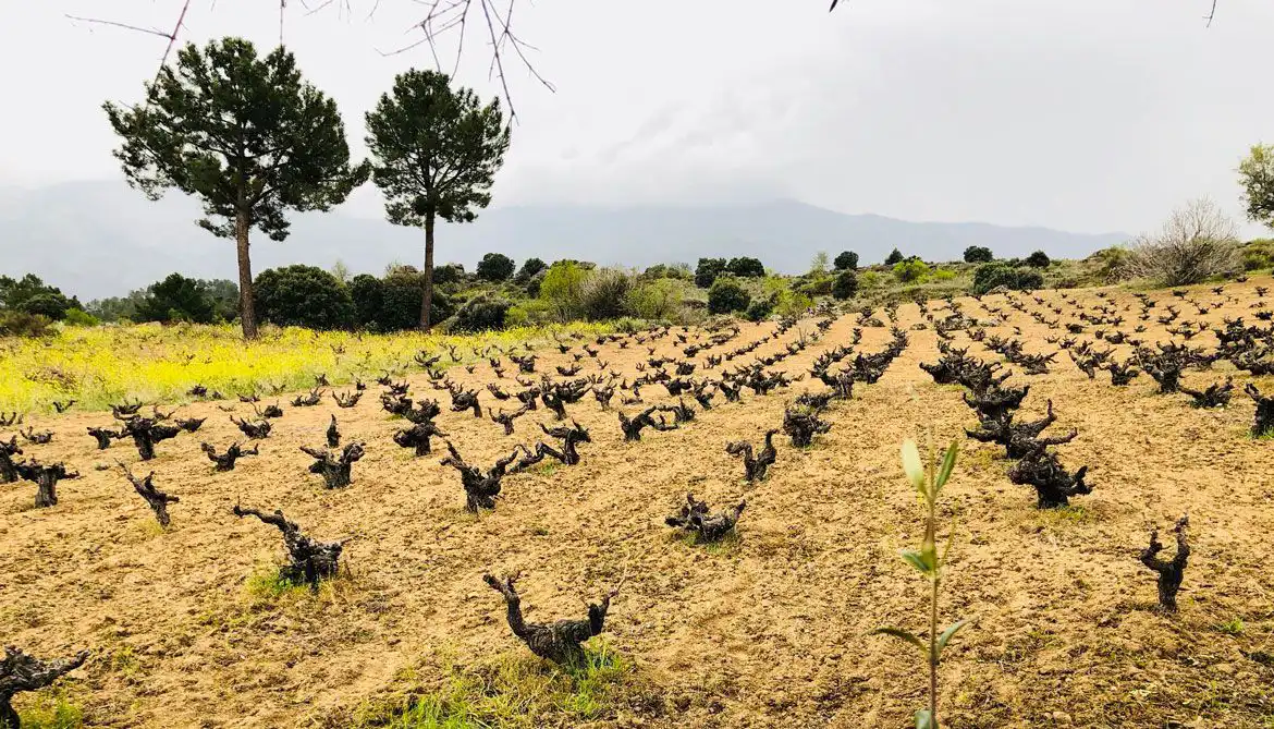 viñedos de Bodega Nietos de Señora María