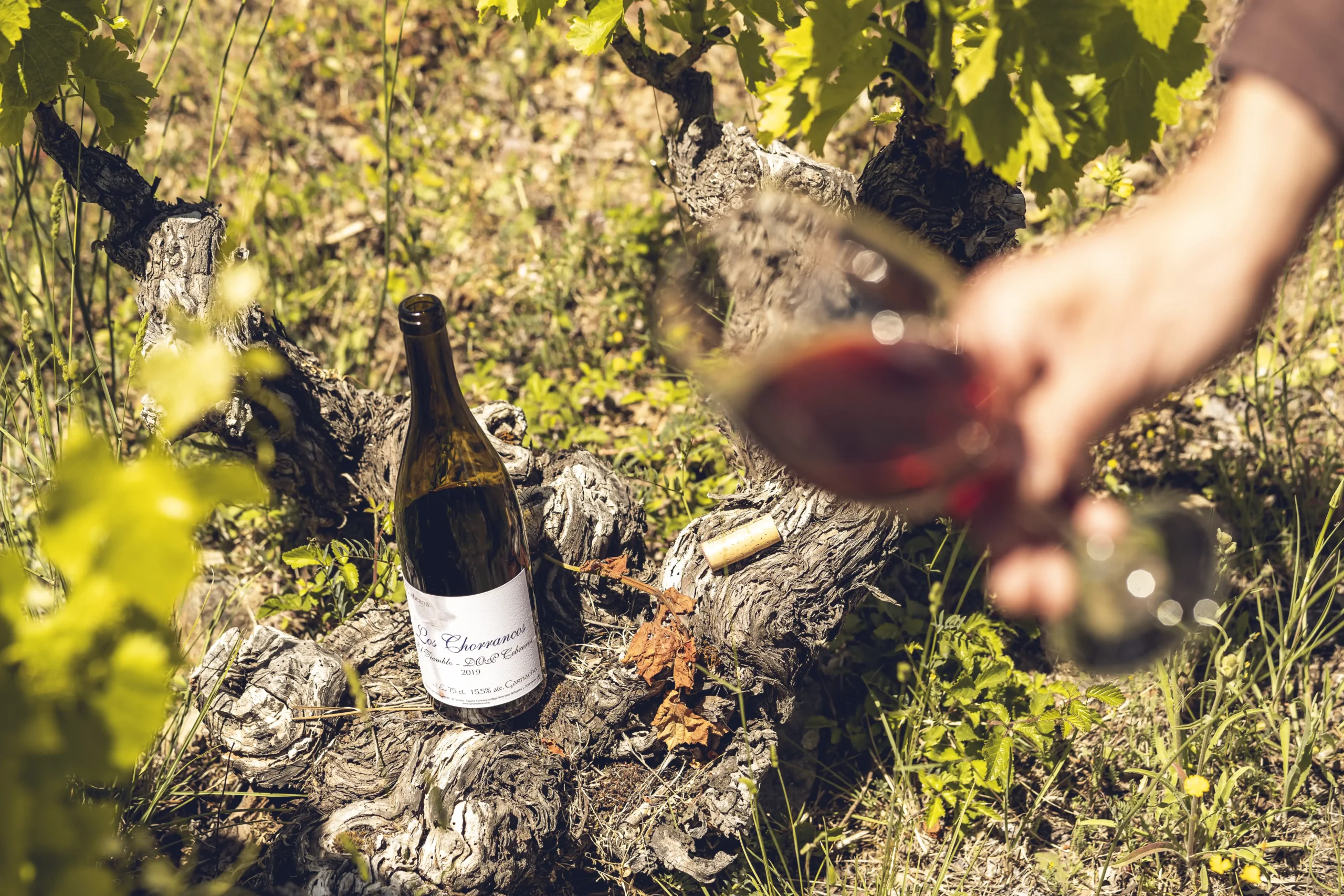 Vino Bodegas Daniel Ramos