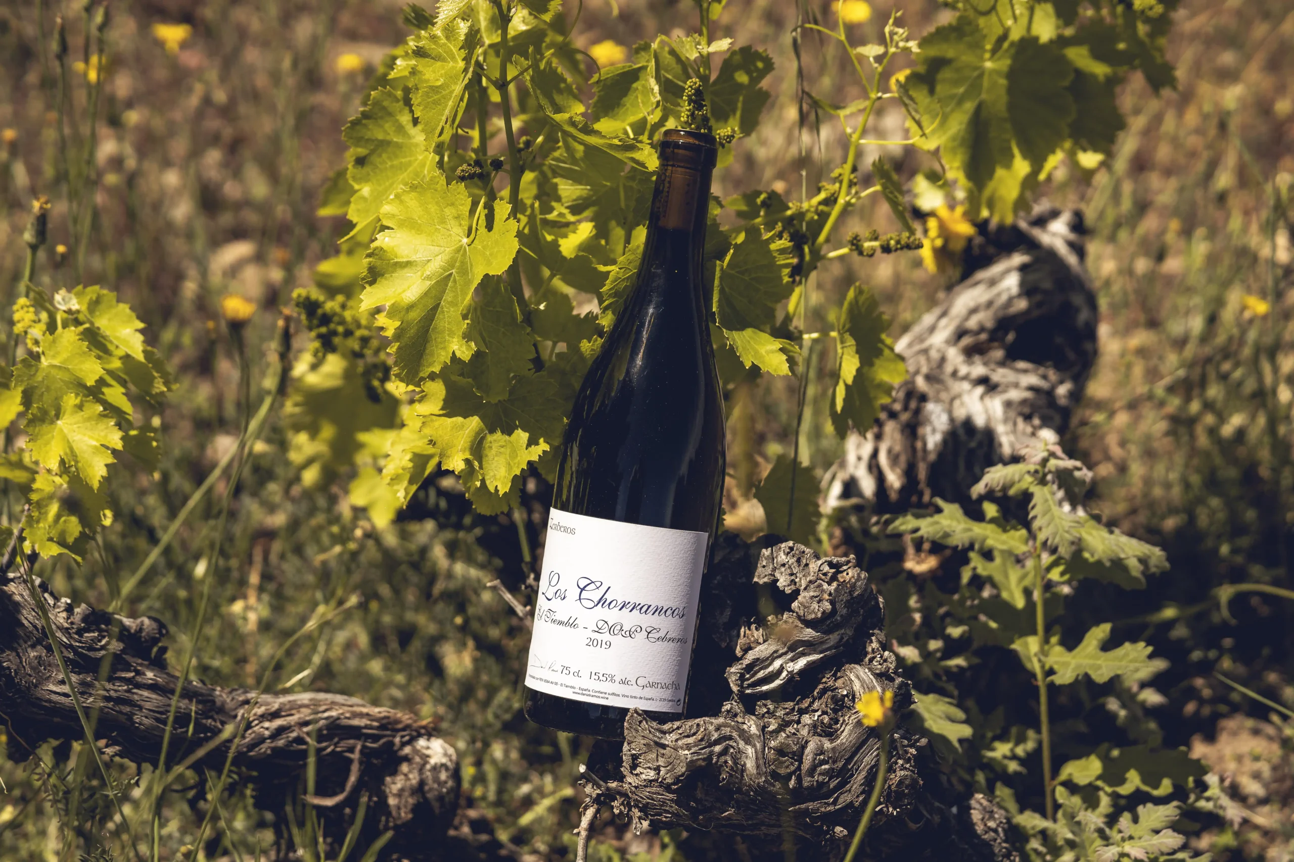 vino-los-chorrancos-dop-cebreros-bodegas-daniel-ramos