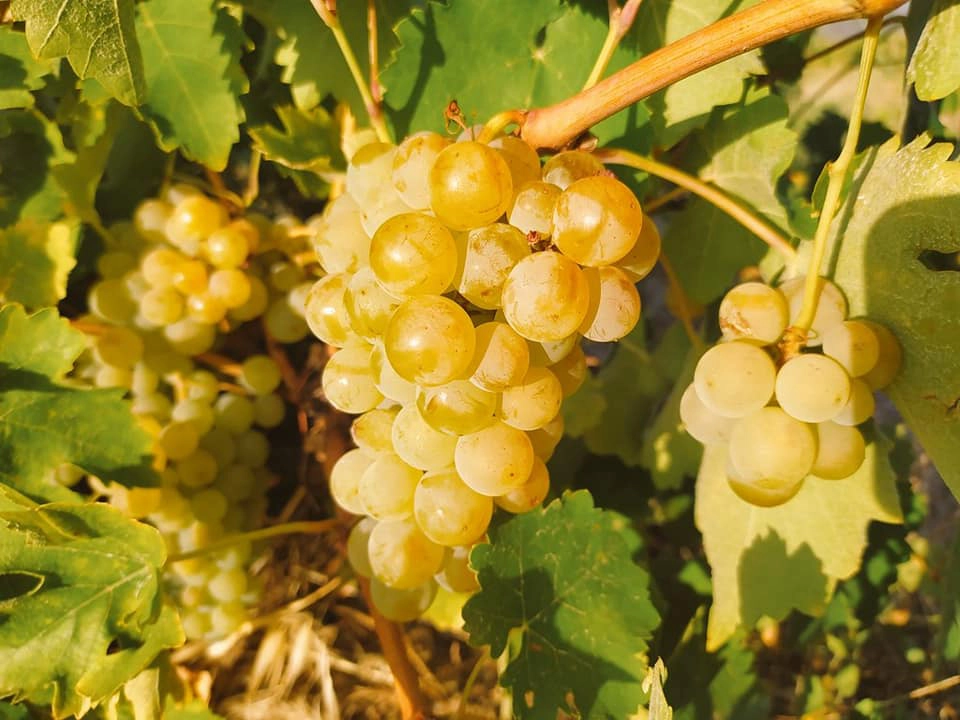 Asociacion de vinos de avila